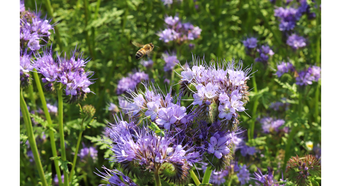 Co na poplon? Wybór roślin i korzyści dla gleby